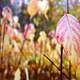 Illustration for article titled Shooting Challenge Fall Leaves Gallery 9